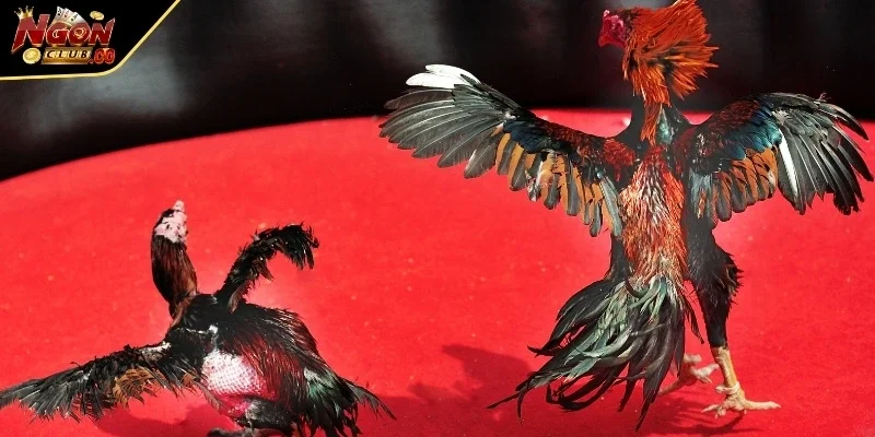 Áp dụng mẹo hợp lý giúp khách hàng tối ưu hiệu quả trong từng trận đấu.