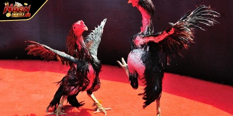 Có nhiều chế độ hấp dẫn cho người chơi lựa chọn theo sở thích