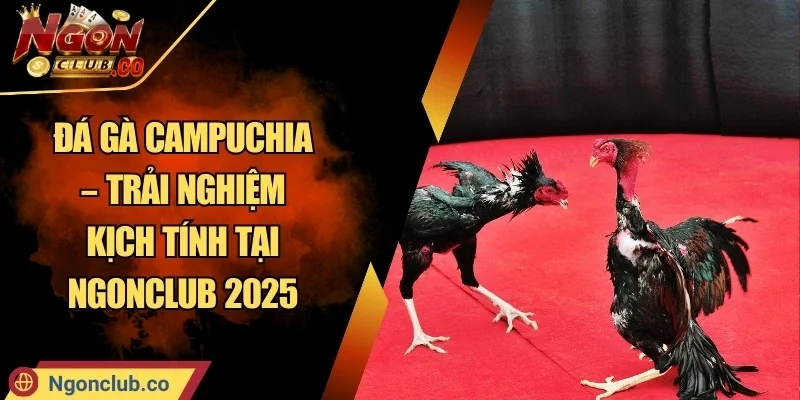 Đá gà Campuchia đang trở thành một trong những lựa chọn giải trí trực tuyến thu hút nhất hiện nay. Người tham gia được tận hưởng cảm giác kịch tính trong từng khoảnh khắc cùng nhiều ưu đãi độc quyền. Từ hình ảnh sắc nét đến loạt chương trình hấp dẫn, đây là điểm đến lý tưởng dành cho những ai yêu thích sự mới lạ. Tổng quan về đá gà campuchia tại Ngonclub Đá gà Campuchia đã và đang khẳng định vị thế của mình trong lòng người hâm mộ trên nền tảng Ngonclub. Không chỉ đơn thuần là hình thức giải trí, hình ảnh các trận đấu được tái hiện chân thật qua từng khung hình. Từ âm thanh đến hiệu ứng ánh sáng đều góp phần tạo nên không gian mãn nhãn và sống động. Trò chơi giải trí đẳng cấp thu hút được nhiều đối tượng tham gia Sự kết hợp giữa công nghệ hiện đại cùng phong cách truyền thống đã giúp loại hình này nhận được sự yêu thích từ đông đảo thành viên. Dù là người mới hay lâu năm, tất cả đều bị cuốn hút từ những khoảnh khắc đầu tiên. Tính năng nổi bật của đá gà Campuchia trên Ngonclub Để có thể giữ chân được hàng loạt người dùng trung thành, Ngonclub không ngừng cải tiến các tính năng. Từ giao diện trực quan đến tốc độ xử lý nhanh chóng, mọi thao tác đều được tối ưu nhằm tạo nên hành trình liền mạch và tiện lợi. Khách hàng dễ dàng truy cập vào danh mục đá gà Campuchia chỉ qua vài cú nhấp. Ngoài ra, các tính năng tùy chọn đa dạng giúp người dùng cá nhân hóa trải nghiệm theo phong cách riêng. Đồ họa và chất lượng hình ảnh trong các trận đấu Điểm mạnh nổi bật nằm ở việc Ngonclub đầu tư vào nền tảng phát sóng. Tốc độ tải mượt mà, hình ảnh rõ nét đến từng chi tiết giúp quá trình trải nghiệm không gặp khó khăn. Bạn có thể cảm nhận rõ độ căng thẳng trong từng pha áp sát, không bỏ lỡ giây phút quan trọng nào. Các chế độ cá cược và sự kiện đặc biệt trong đá gà Campuchia Bên cạnh hình ảnh mãn nhãn, Ngonclub còn mang tới nhiều chế độ hấp dẫn. Từ các trận đấu truyền thống đến chuỗi sự kiện định kỳ, người tham gia luôn có nhiều lựa chọn phù hợp sở thích. Các chương trình đặc biệt cũng thường xuyên được tổ chức vào dịp lễ lớn, tạo thêm điểm nhấn cho toàn bộ hành trình. Có nhiều chế độ hấp dẫn cho người chơi lựa chọn theo sở thích Hệ thống thưởng và khuyến mãi khi tham gia đá gà Campuchia tại Ngonclub Không thể không nhắc đến hệ thống ưu đãi tại đây. Từ việc đăng ký tài khoản mới đến hoạt động thường nhật, khách hàng luôn được hỗ trợ thông qua nhiều chương trình kích thích. Nhờ đó, trải nghiệm không chỉ đơn thuần là giải trí mà còn mang lại cảm giác được quan tâm, đồng hành. Cách tham gia đá gà campuchia trên Ngonclub Đối với những người lần đầu tiếp cận, quy trình tham gia được thiết kế đơn giản, dễ hiểu. Trước tiên, người dùng cần tạo một tài khoản hợp lệ trên hệ thống. Sau đó, truy cập chuyên mục đá gà Campuchia và lựa chọn sự kiện đang diễn ra. Hệ thống hỗ trợ bằng tiếng Việt giúp bạn không gặp khó khăn trong bất kỳ thao tác nào. Bên cạnh đó, đội ngũ tư vấn hoạt động liên tục cũng luôn sẵn sàng đồng hành. Các loại gà được dùng trong trò chơi Một trong những yếu tố tạo nên sự khác biệt nằm ở những giống kê được sử dụng. Từng loại mang trong mình đặc điểm riêng biệt, góp phần tăng độ hấp dẫn và khó đoán cho các trận thi đấu. Để có cái nhìn toàn diện, hãy cùng khám phá kỹ hơn về các giống phổ biến cũng như cách chăm sóc để đạt được hiệu quả tối ưu. Các giống chiến kê phổ biến trong đá gà Campuchia Trong số các giống nổi bật, có thể kể đến: gà tre, gà nòi và gà Asil. Mỗi giống đều sở hữu đặc trưng riêng biệt. Gà tre nhanh nhẹn, dễ điều khiển. kê nòi mạnh mẽ, kiên cường. Còn kê Asil lại thiên về chiến lược nhờ sự thông minh vượt trội. Nhiều giống được chọn lọc kỹ lưỡng nhằm đảm bảo độ linh hoạt và bền bỉ Đặc điểm của các giống chiến kê mạnh trong đá gà Campuchia Điểm chung của những giống hiệu quả là thể trạng tốt, phản xạ nhanh. Ngoài ra, yếu tố thần kinh ổn định cũng đóng vai trò không nhỏ, giúp tránh bị ảnh hưởng bởi đám đông hoặc môi trường mới. Màu sắc, chân cựa, trọng lượng đều được chọn lọc kỹ càng trước khi xuất hiện trong các trận chính thức. Điều này đảm bảo rằng mỗi sự kiện đều mang đến chất lượng cao nhất. Phương pháp nuôi dưỡng và rèn luyện gà đá một cách tối ưu Người nuôi cần tuân thủ nghiêm ngặt chế độ dinh dưỡng, tập luyện và nghỉ ngơi. Mỗi ngày nên có lịch trình rõ ràng để gia tăng độ dẻo dai. Bên cạnh đó, việc tắm nắng, cho vận động tự nhiên giúp tăng sức đề kháng. Ngoài ra, quá trình làm quen với sân thi đấu, tiếng động và môi trường lạ cũng nên được thực hiện sớm để tăng khả năng thích nghi. Kết Luận Đá gà Campuchia trên Ngonclub mang đến trải nghiệm giải trí hấp dẫn với hình ảnh sắc nét, giao diện mượt mà cùng nhiều tính năng hiện đại. Đây là lựa chọn lý tưởng cho người dùng yêu thích sự kịch tính trong không gian trực tuyến tiện lợi.