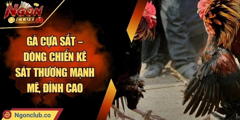 Gà cựa sắt – Dòng chiến kê sát thương mạnh mẽ, đỉnh cao