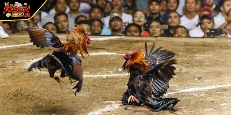 Lý do khiến trực tiếp đá gà trở nên hấp dẫn