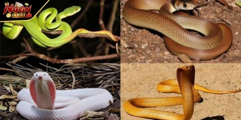 Mỗi màu rắn là 1 một biểu tượng và dấu hiệu may mắn khác nhau