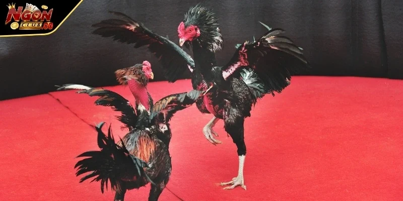 Nhiều giống được chọn lọc kỹ lưỡng nhằm đảm bảo độ linh hoạt và bền bỉ