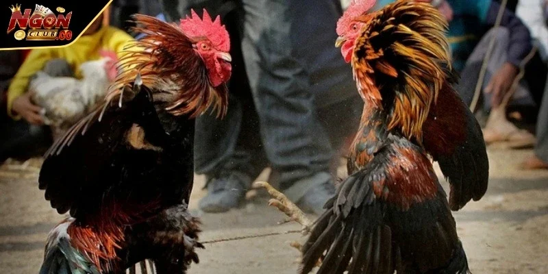 Những ưu điểm nổi trội của bộ môn này