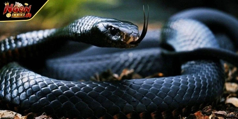 Rắn biểu tượng của sự thay đổi và cảnh báo