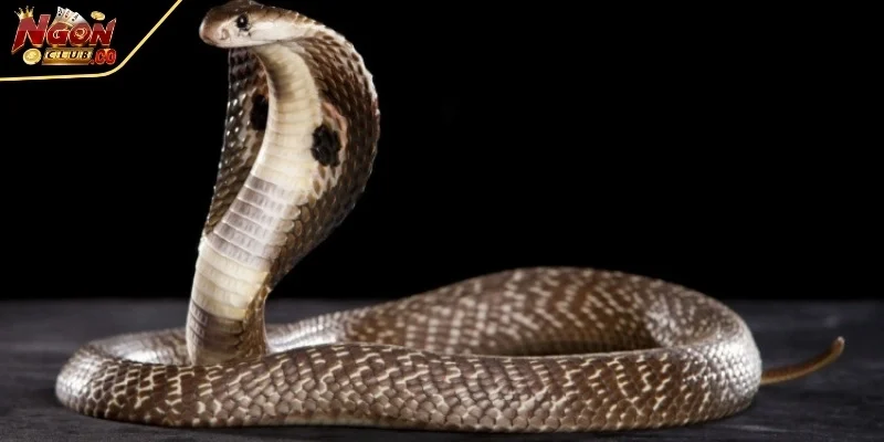 Sự kết hợp giữa giấc mộng và phân tích giúp tối ưu hóa khả năng dự đoán