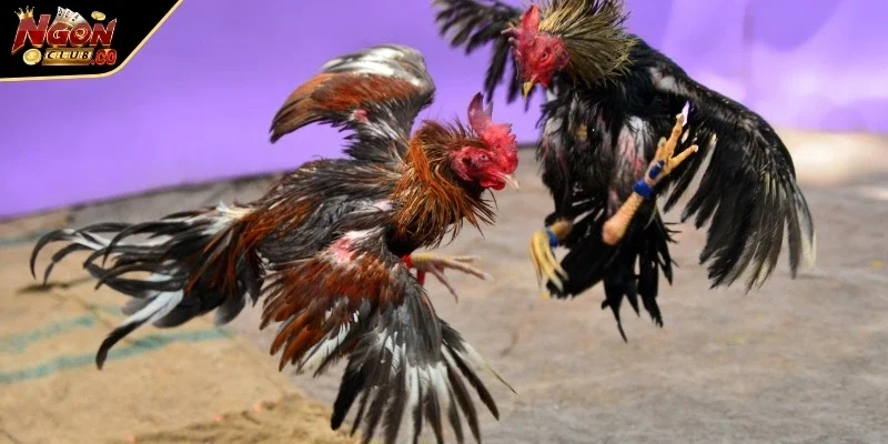 Trải nghiệm nền tảng chất lượng cao thu hút người dùng mọi độ tuổi