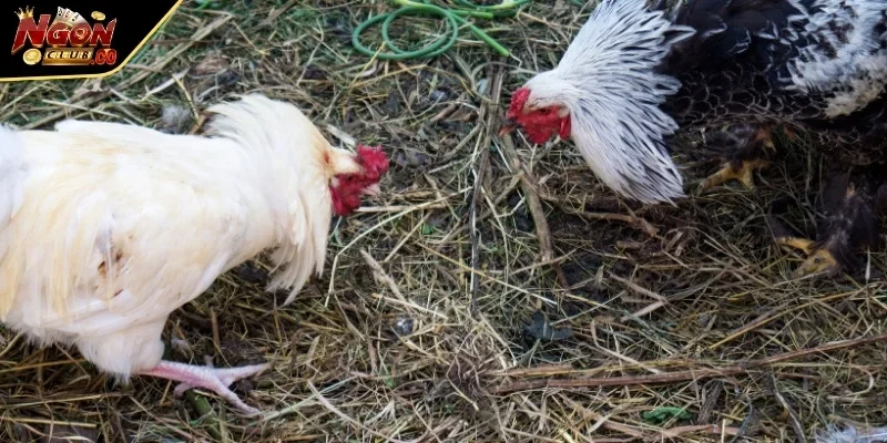 Trò chơi giải trí đẳng cấp thu hút được nhiều đối tượng tham gia