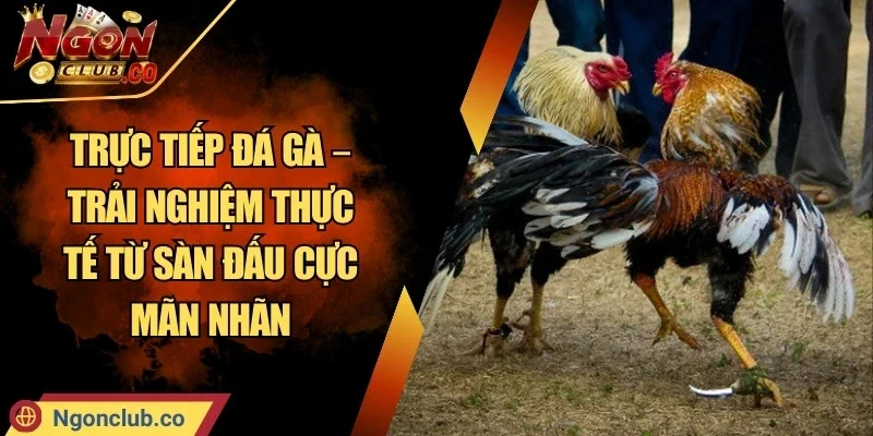 Trực Tiếp Đá Gà – Trải Nghiệm Thực Tế Từ Sàn Đấu Cực Mãn Nhãn