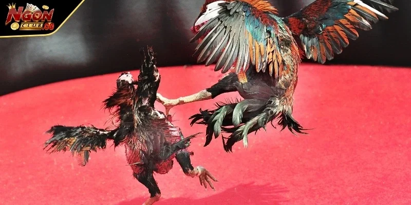 Việc lựa chọn đối thủ phù hợp giúp tăng khả năng thành công